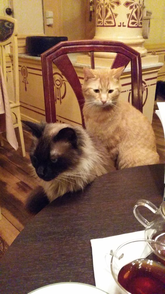 Mangakat Café Bruxelles Brussels