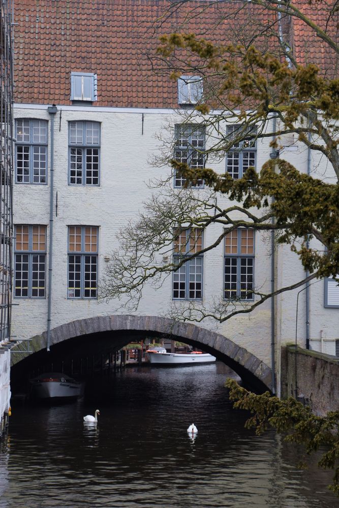 cygnes Bruges Brugge