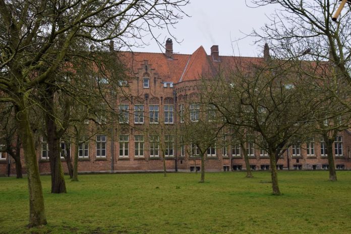 arbres Bruges Brugge