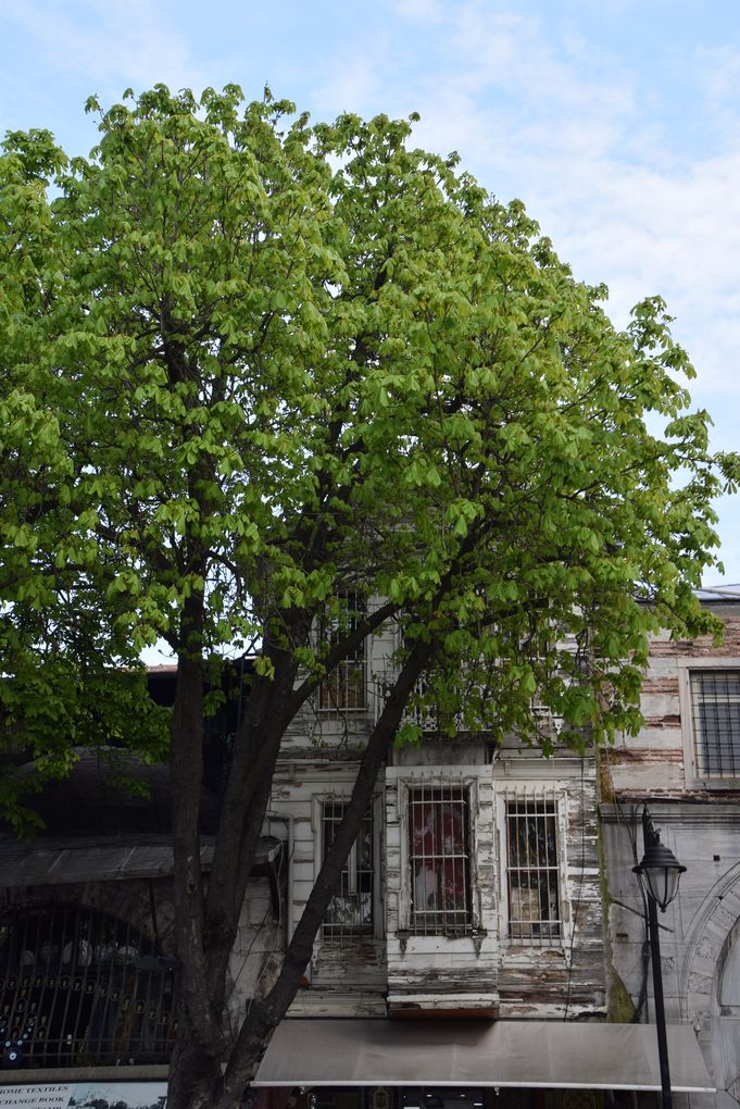 partie bois Istanbul