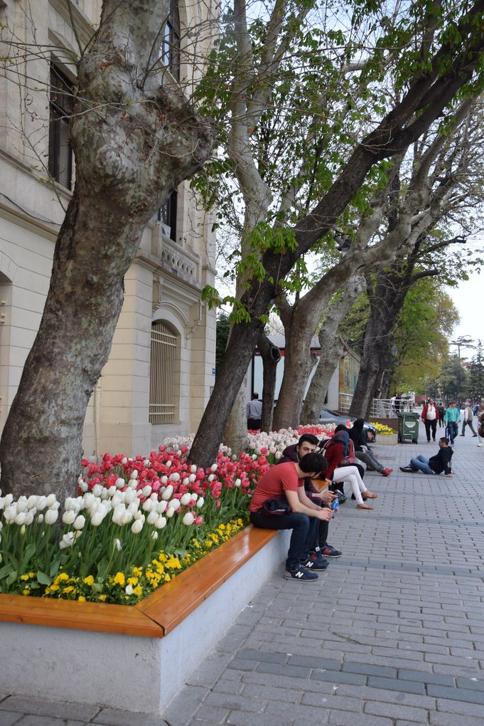 tulipes istanbul