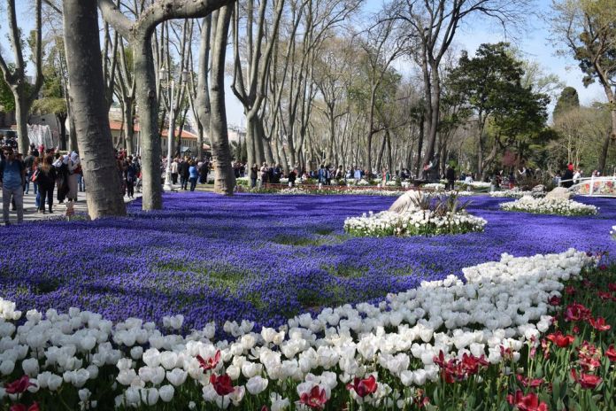 tulipes Gülhane istanbul