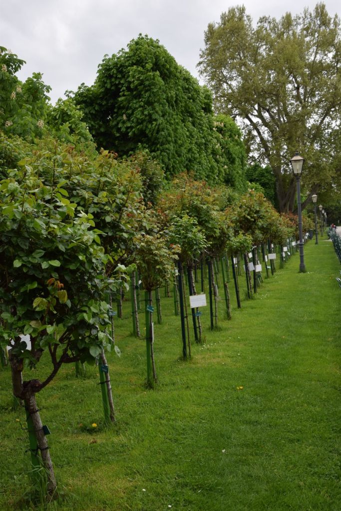rosiers Volksgarten vienne vienna wien