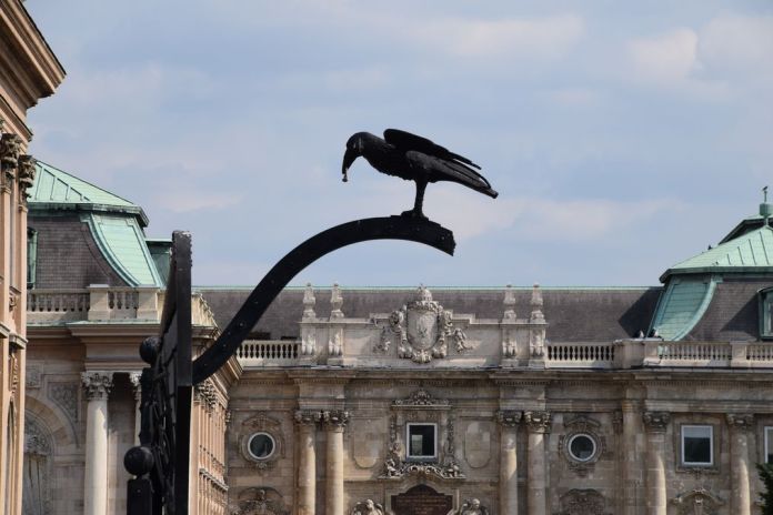 corbeau palais Budapest Hongrie Hungary