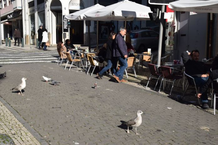 mouettes pigeons rue santa catarina porto portugal