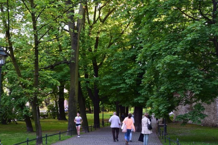 le planty cerne cracovie