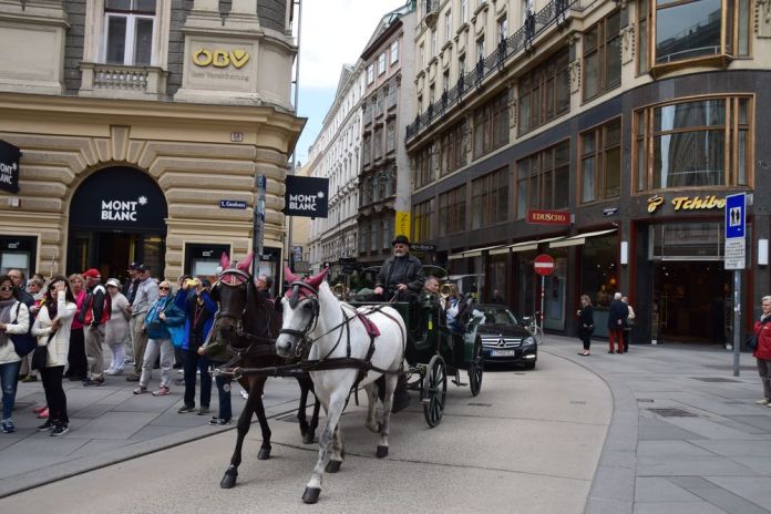 chevaux intérieur ring vienne