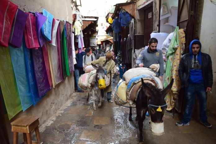 les ânes tracent leur chemin dans la Médina de Fès