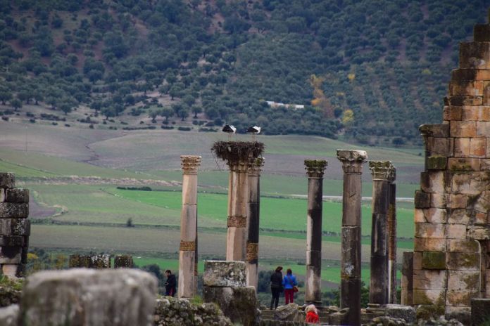 quand passent les cigognes à Volubilis