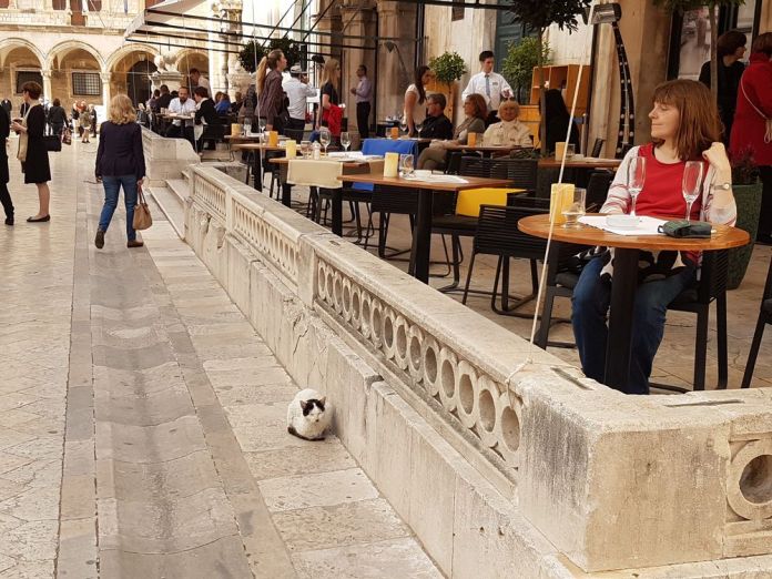 café de la ville et chat dubrovnik