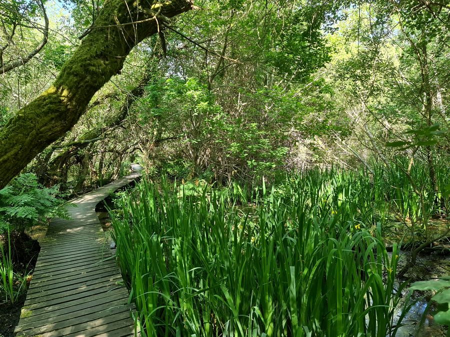 sous-bois dense lac noir